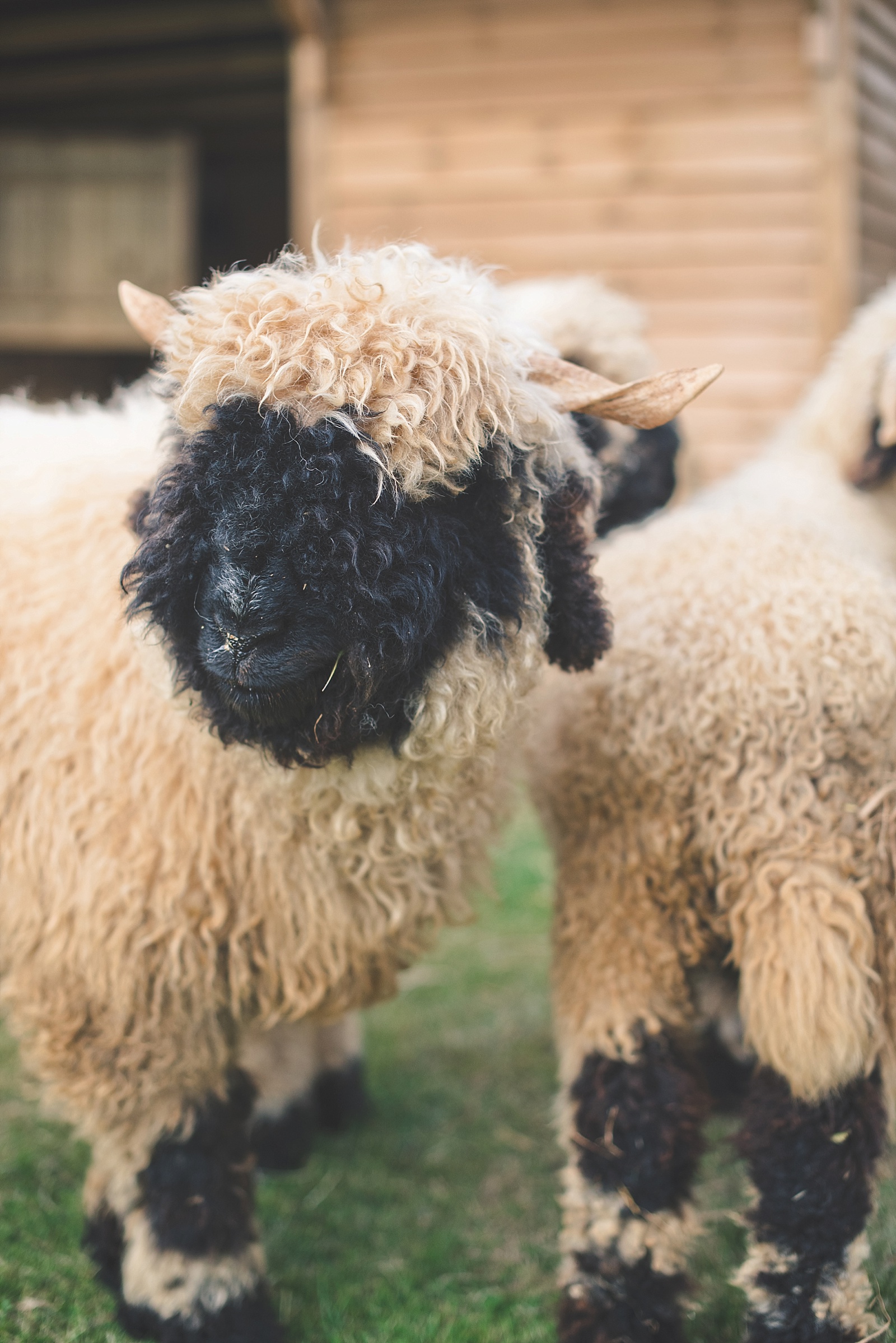 Valais Blacknose Sheep at The Sunshine Farm in Northampton England